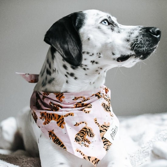 Rose & Lee Co Pet Bandana, Heidi (XS) unknown
