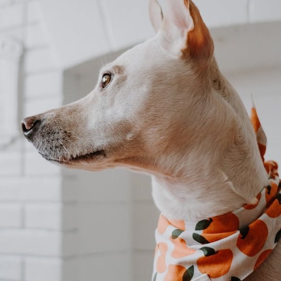 Rose & Lee Co Pet Bandana, Fresh Pick (XS) unknown