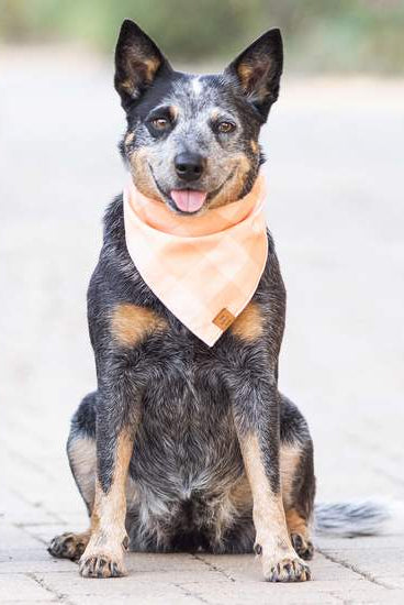 Rose & Lee Co The Foggy Dog Bandana, Sorbet Gingham Pets